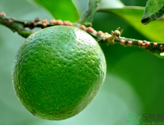 青桔子的糖分高吗,青桔子的糖分