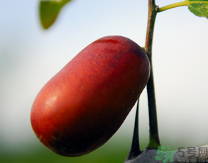 新鲜枣子怎么保存才会一直新鲜,新鲜枣子怎么保存