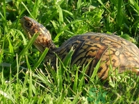 死甲鱼真的不能吃吗,甲鱼吃死鱼吗