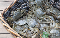 青蟹如何存放让它活着,青蟹怎么保存活得久 青蟹如何存放让它活着,青蟹怎么保存活得久