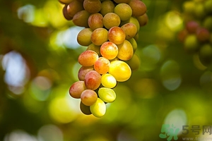 葡萄酒陈酿方式,葡萄酒陈酿最好选择 葡萄酒陈酿方式,葡萄酒陈酿最好选择