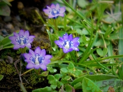 龙胆草可以泡水喝吗,龙胆草泡水喝的功效和作用及禁忌 龙胆草可以泡水喝吗,龙胆草泡水喝的功效和作用及禁忌