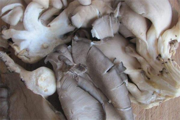 宝宝多大可以吃平菇(宝宝多大可以吃平菇)