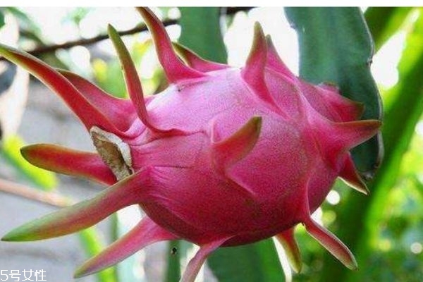 火龙果食用注意事项有什么呢(火龙果的禁忌和食用方法) 火龙果食用注意事项有什么呢(火龙果的禁忌和食用方法)