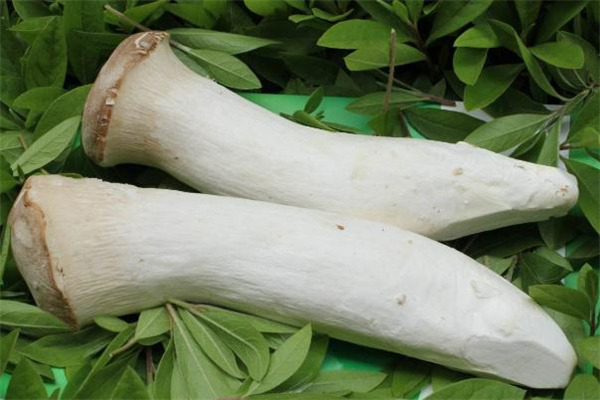 杏鲍菇和什么一起炒好吃(杏鲍菇和什么一起炒好吃)