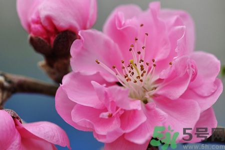 樱花的营养价值和药用价值,樱花的营养价值和食用功效