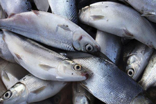 虱目鱼是什么鱼,虱目鱼的功效和作用