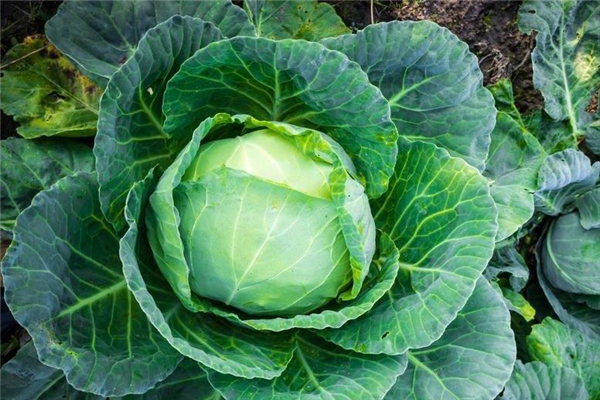 卷心菜不能和什么一起吃吗,卷心菜是什么意思? 卷心菜不能和什么一起吃吗,卷心菜是什么意思?