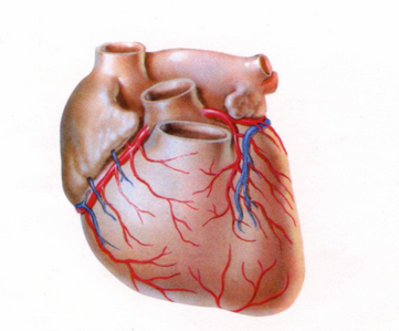 烟酒对心血管的危害,烟酒对心血管病的影响