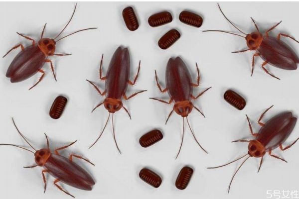 怎么快速有效的消灭蟑螂,怎样去除蟑螂最有效的方法 怎么快速有效的消灭蟑螂,怎样去除蟑螂最有效的方法