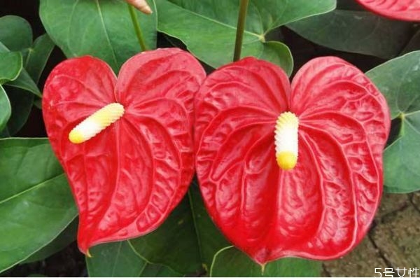 红掌的作用,红掌的好处和坏处 红掌的作用,红掌的好处和坏处