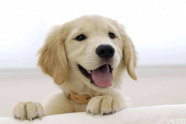 为什么要养宠物呢,为啥养宠物