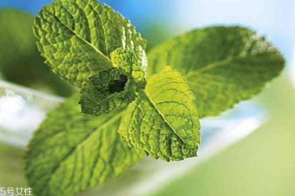 薄荷的生长环境,薄荷生长在什么地方