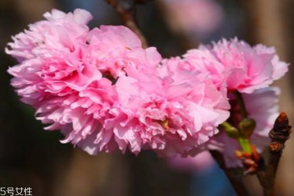 樱花有什么作用呢,樱花的作用有哪些