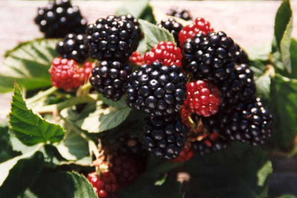 黑莓是什么颜色,草莓颜色发黑是什么原因