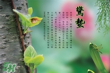 惊蛰那天出生的人好吗,惊蛰出生的女孩运势