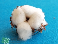 适合送给毕业生的花,适合毕业送的花 适合送给毕业生的花,适合毕业送的花