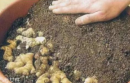 生姜的营养价值及功效成分,生姜的营养价值和功效 生姜的营养价值及功效成分,生姜的营养价值和功效