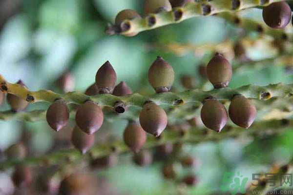 snp钻石面膜怎么样,snp钻石美白面膜怎么样