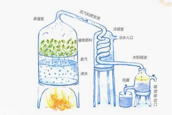 积雪草纯露怎么做,芦荟纯露怎么做