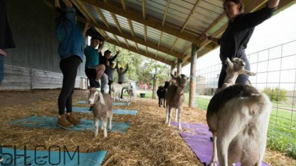 什么是山羊瑜伽,山羊瑜伽是什么意思