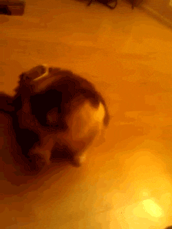 胖子的烦恼图片,胖子的烦恼说说