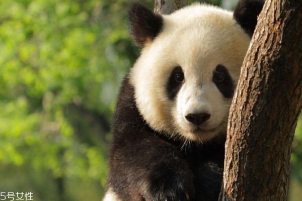 黑眼圈很重是什么原因造成的,黑眼圈很重是什么原因 黑眼圈很重是什么原因造成的,黑眼圈很重是什么原因