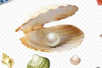 珍珠粉里面含什么成分,珍珠粉的成分 珍珠粉里面含什么成分,珍珠粉的成分