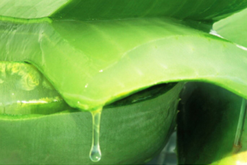 昭贵芦荟凝胶汁,昭贵芦荟汁怎么样