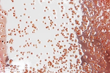 海藻面膜能加蜂蜜吗?,海藻加蜂蜜做面膜有什么功效 海藻面膜能加蜂蜜吗?,海藻加蜂蜜做面膜有什么功效