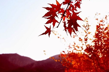 枫叶变红之前是什么颜色,为什么枫叶会变红