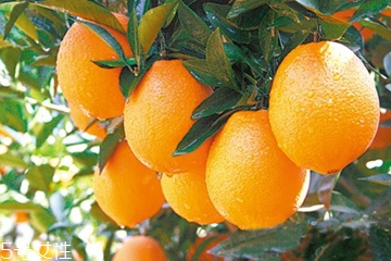 维c不能和什么护肤品一起使用,维c不可以和什么一起用