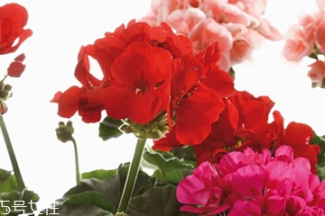 香叶天竺葵油对皮肤的作用,天竺葵油的美容功效和作用