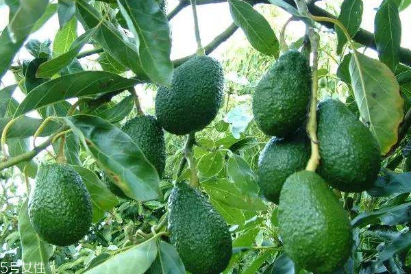 牛油果用不用去皮,牛油果怎么吃的用削皮吗