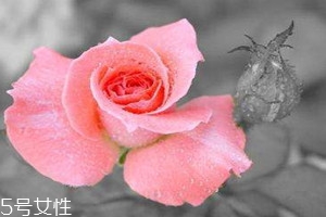 玫瑰纯露价格多少钱一瓶,玫瑰露酒多少钱一瓶