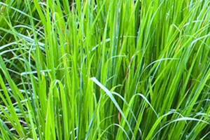 柠檬草精油怎么用在脸上,柠檬草精油怎么使用 柠檬草精油怎么用在脸上,柠檬草精油怎么使用