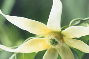 依兰精油的味道,依兰依兰精油味道臭