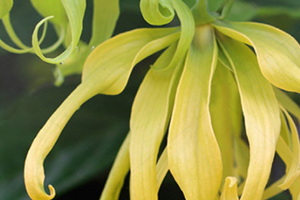 依兰精油丰胸使用方法,依兰精油丰胸怎么调配