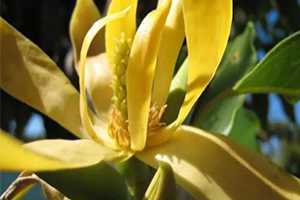 香奈儿精油的功效和用法,依兰依兰精油的功效和作用及副作用