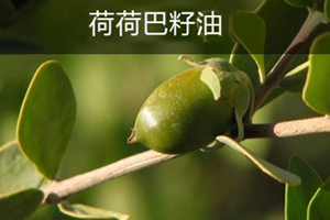 荷荷巴油可以丰胸吗,荷荷巴油可以当身体乳吗