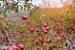 玫瑰果油孕妇可以用吗?,孕妇能用玫瑰果油吗