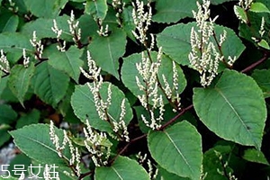 白藜芦醇的功效和作用,沛泉白藜芦醇的功效和作用 白藜芦醇的功效和作用,沛泉白藜芦醇的功效和作用