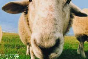 皮具保养貂油好还是绵羊油好,皮包保养绵羊油还是貂油