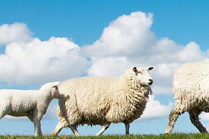 绵羊油和马油哪个好用,绵羊油好还是马油好 绵羊油和马油哪个好用,绵羊油好还是马油好