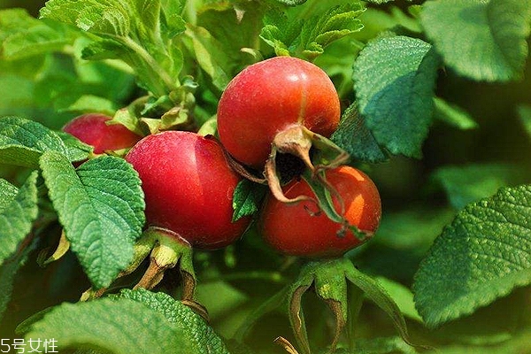 玫瑰果油开封后多久用完,玫瑰果油保质期多久 玫瑰果油开封后多久用完,玫瑰果油保质期多久