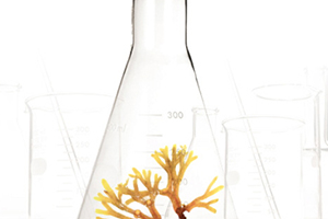 精华液可以代替乳液吗,精华液可以代替水乳吗 精华液可以代替乳液吗,精华液可以代替水乳吗