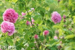 florihana国内有专柜吗,法国florihana官网 florihana国内有专柜吗,法国florihana官网