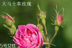 平阴玫瑰和大马士革玫瑰区别,大马士革玫瑰哪里的最好