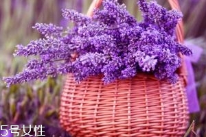 薰衣草精油用避光吗,薰衣草精油的使用禁忌