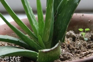 芦荟胶真的有用吗,真正的芦荟胶